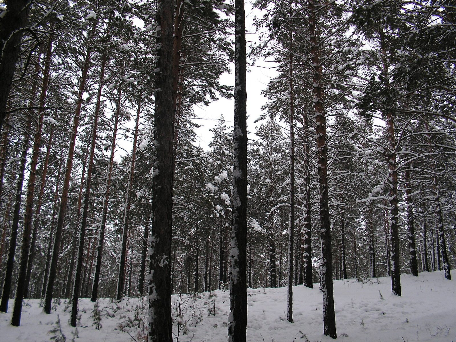 Зима